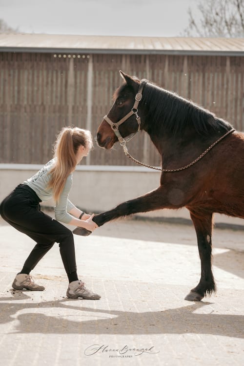 /_vercel/image?url=/Vet+physiotherapy+with+horse.&w=1536&q=100