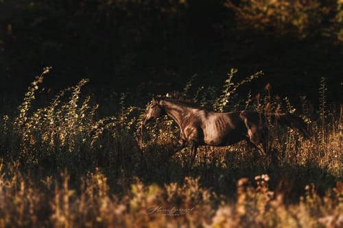 /_vercel/image?url=/Emotional+horse+canter+photo+in+Luxembourg.&w=1536&q=100