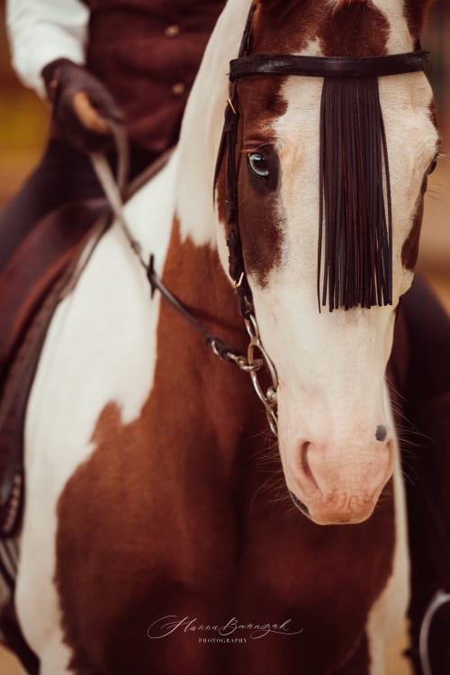 /_vercel/image?url=/Portrait+gros+plan+d'un+cheval+de+style+country+au+Luxembourg.&w=1536&q=100