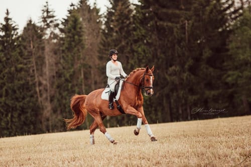 /_vercel/image?url=/Photo+d'un+cheval+roux+qui+galope+dans+la+nature+au+Luxembourg.&w=1536&q=100