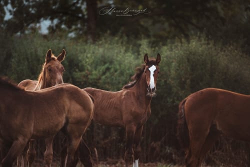 /_vercel/image?url=/Photographie+d'un+troupeau+de+chevaux+d'une+%C3%A9curie+%C3%A0+Mersch+au+Luxembourg.&w=1536&q=100