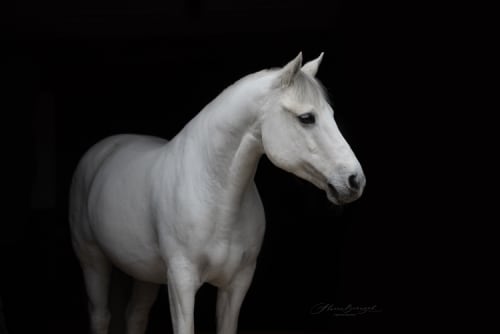 /_vercel/image?url=/Photo+of+white+Connemara+on+black+background.&w=1536&q=100