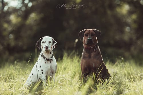 /_vercel/image?url=/Two+dogs+on+the+meadow.+&w=1536&q=100