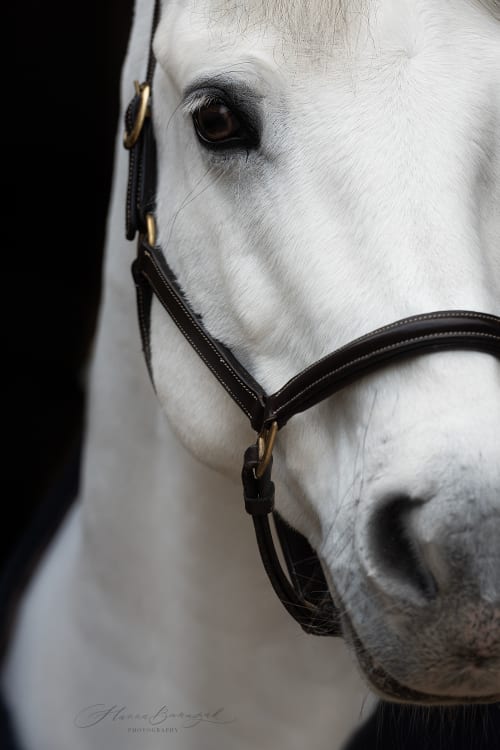 /_vercel/image?url=/Detailed+photo+of+white+horse's+eye.&w=1536&q=100