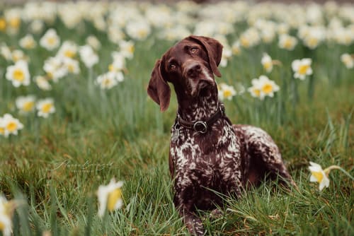 /_vercel/image?url=/Dog+in+daffodil+meadow.&w=1536&q=100