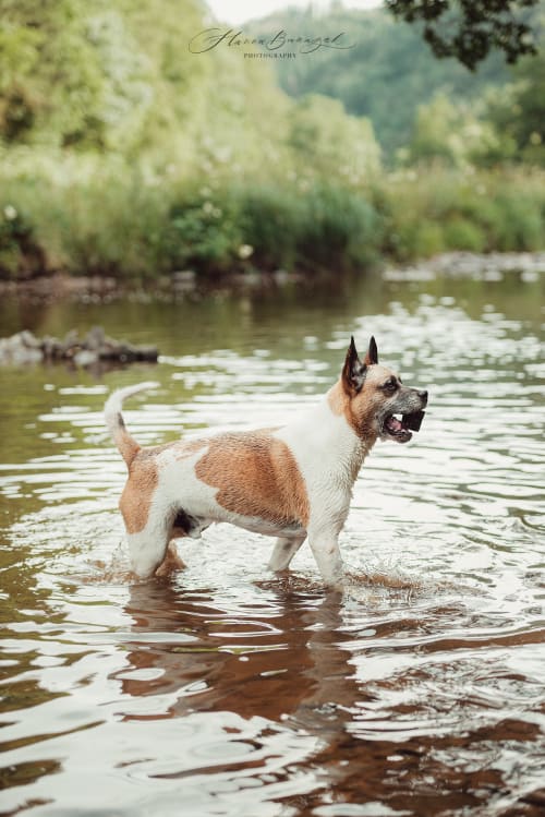 /_vercel/image?url=/Dog+in+the+water.&w=1536&q=100