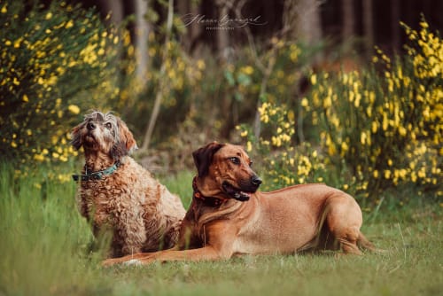 /_vercel/image?url=/Two+dogs+on+the+grass+in+the+forest.&w=1536&q=100