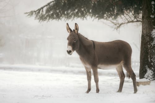 /_vercel/image?url=/Donkey+in+the+nature+with+snow.&w=1536&q=100