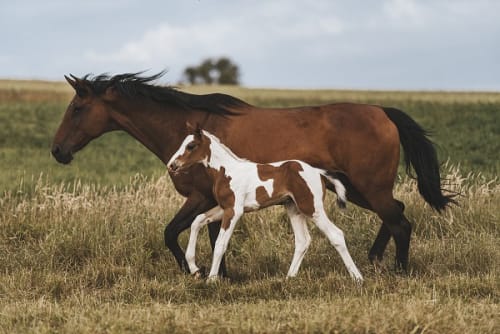 /_vercel/image?url=/Horses+photo+in+Dudelange+Luxembourg.&w=1536&q=100