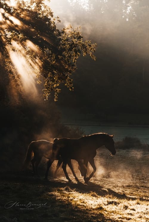 /_vercel/image?url=/Emotional+photography+horses+in+Luxembourg.&w=1536&q=100