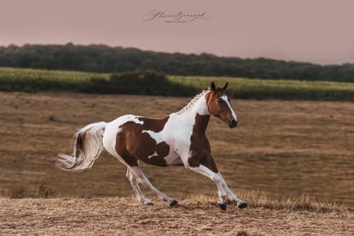 /_vercel/image?url=/Photographie+equestre+d'un+cheval+bicolor+au+galop+au+Luxembourg.&w=1536&q=100