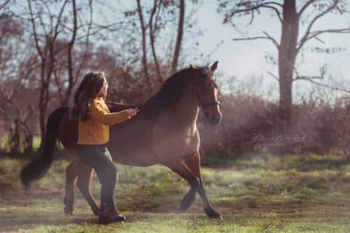 /_vercel/image?url=/Equine+groundwork+photography+with+gallop+in+the+nature+of+Luxembourg.&w=1536&q=100