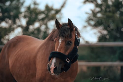 /_vercel/image?url=/Sport+horse+on+the+longing+roundpen.+&w=1536&q=100