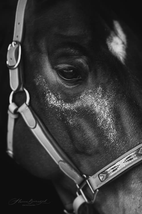 /_vercel/image?url=/Photographie+d'oeuil+de+cheval+sur+le+fond+noir.&w=1536&q=100