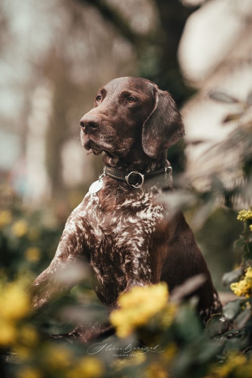 /_vercel/image?url=/Dog+in+the+flowers+in+Luxembourg+city.&w=1536&q=100