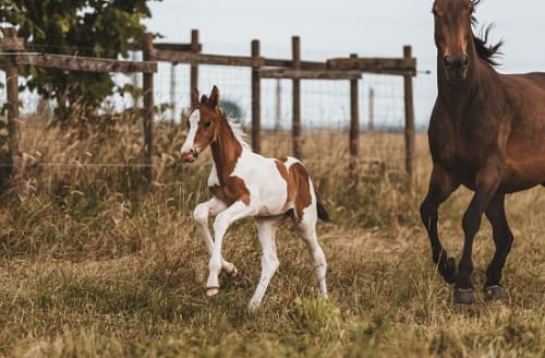 /_vercel/image?url=/Foal+canter+photo+in+Dudelange+Luxembourg.&w=1536&q=100