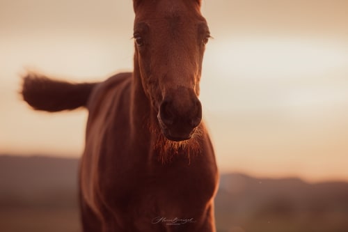 /_vercel/image?url=/Portrait+of+a+foal.&w=1536&q=100