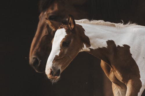 /_vercel/image?url=/Foal+horse+photo+session+in+summer+in+Luxembourg.+&w=1536&q=100