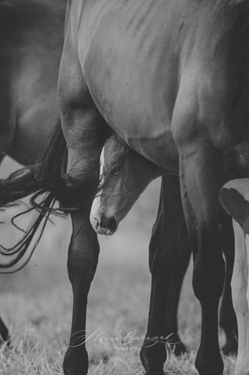 /_vercel/image?url=/Foal+photo+shoot+by+equine+photographer+in+Luxembourg.&w=1536&q=100