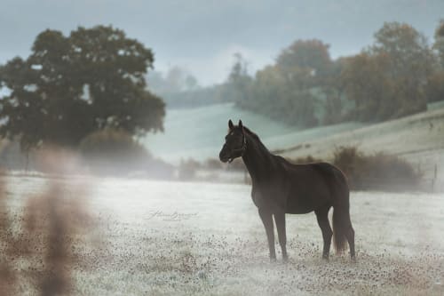 /_vercel/image?url=/Horse+photography+with+fog+in+Luxembourg.&w=1536&q=100