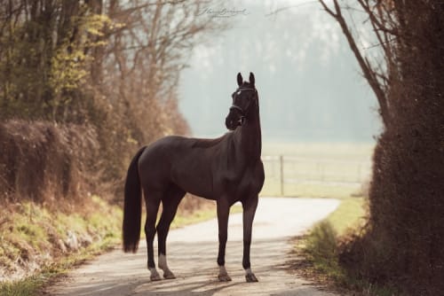 /_vercel/image?url=/Horse+on+the+path.&w=1536&q=100