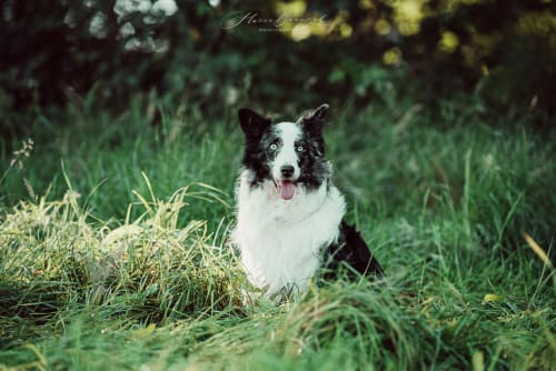 /_vercel/image?url=/Old+dog+with+blue+eyes+in+the+grass.&w=1536&q=100