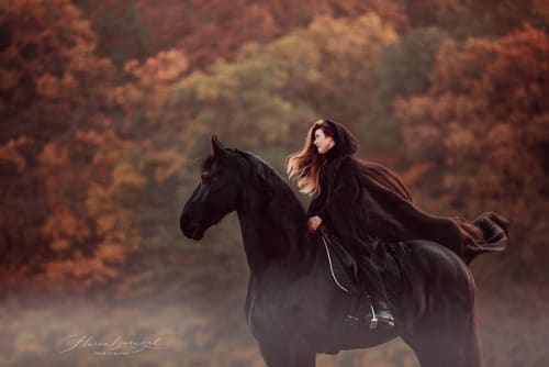 /_vercel/image?url=/Photo+%C3%A9questre+d'un+cheval+Friesian+en+automne+au+Luxembourg.&w=1536&q=100