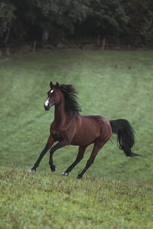 /_vercel/image?url=/Photo+d'un+cheval+arabe+au+galop+au+Luxembourg.&w=1536&q=100