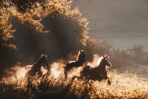 /_vercel/image?url=/Seance+photo+%C3%A0+Hunsdorf+au+Luxembourg+de+chevaux+au+galop.&w=1536&q=100