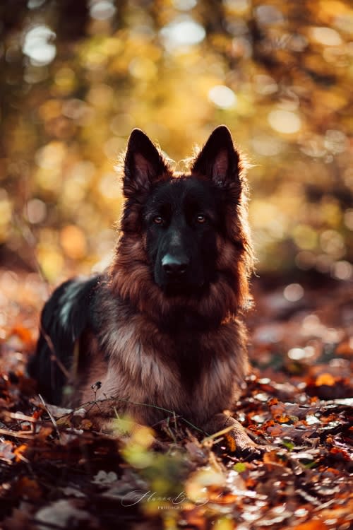 /_vercel/image?url=/Owczarek+niemiecki+lezy+na+ziemii+podczas+wschodu+slonca+w+jesiennym+lesie.&w=1536&q=100