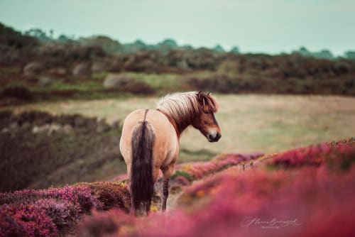 /_vercel/image?url=/Equine+photo+shoot+of+icelandic+horse+with+heathers+in+Britany.&w=1536&q=100