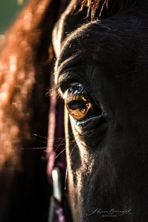 /_vercel/image?url=/Equine+photo+with+a+horse+eye+in+Luxembourg.&w=1536&q=100