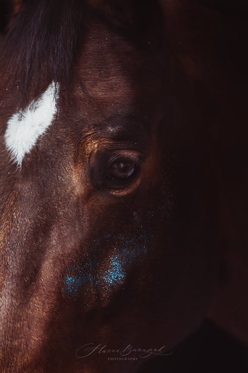 /_vercel/image?url=/Detailed+photo+of+horse's+eye+on+black+background.&w=1536&q=100