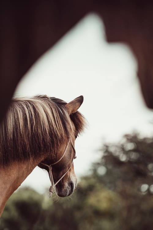 /_vercel/image?url=/Horse+photo+portrait+in+Luxembourg.&w=1536&q=100