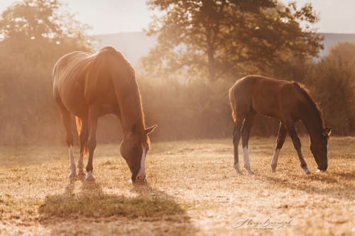 /_vercel/image?url=/Photo+pro+of+horses+in+liberty+in+Luxembourg.&w=1536&q=100