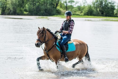 /_vercel/image?url=/Photo+d'un+cheval+icelandais+qui+court+dans+un+lac+au+Luxembourg.&w=1536&q=100