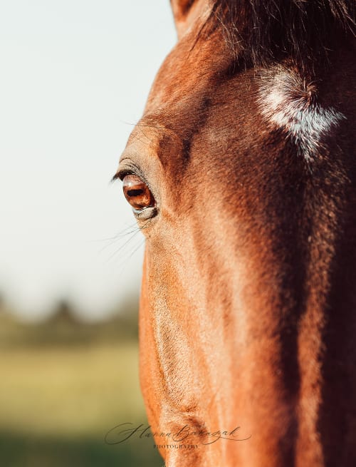 /_vercel/image?url=/Oko+konia+podczas+lata.&w=1536&q=100