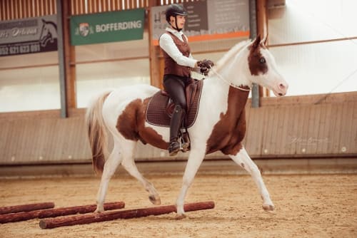 /_vercel/image?url=/Horse+riding+training+photography+in+stable+from+Luxembourg.&w=1536&q=100