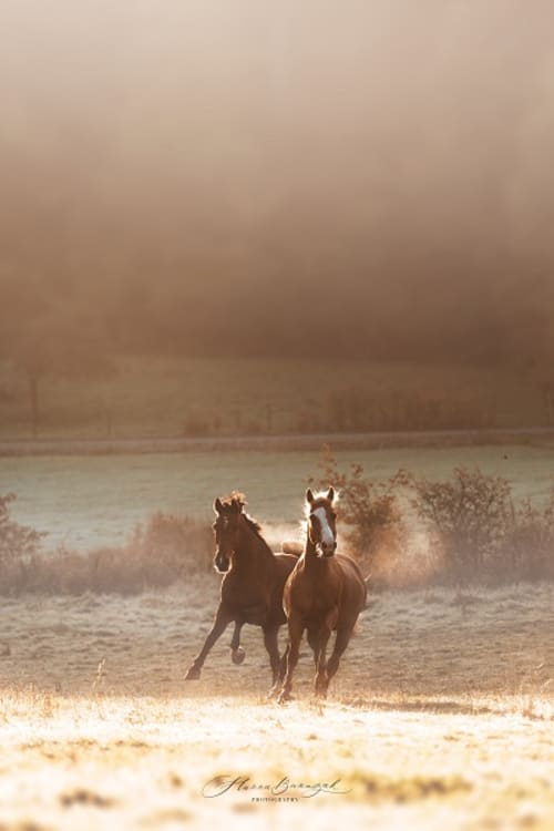 /_vercel/image?url=/Photo+d'un+cheval+qui+court+dans+un+champ+sous+les+rayons+du+lev%C3%A9+de+soleil+au+Luxembourg.&w=1536&q=100