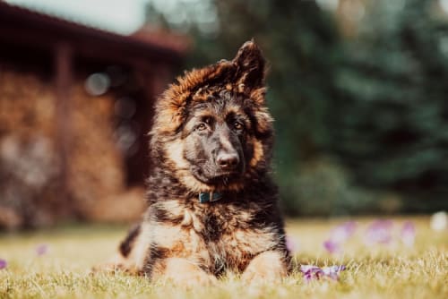 /_vercel/image?url=/Szczeniak+owczarka+niemieckiego+lezy+na+ziemii+i+cieszy+sie+wiosna.&w=1536&q=100