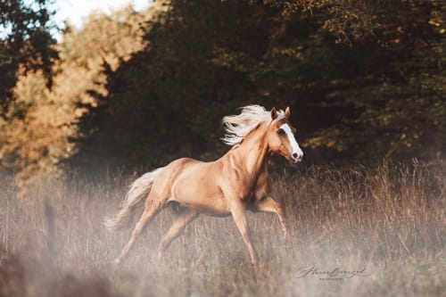 /_vercel/image?url=/Seance+photo+avec+un+cheval+palomino+au+galop+au+Luxembourg.&w=1536&q=100