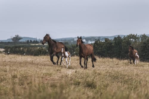 /_vercel/image?url=/Herd+horses+professional+photo+shoot+in+Luxembourg.&w=1536&q=100