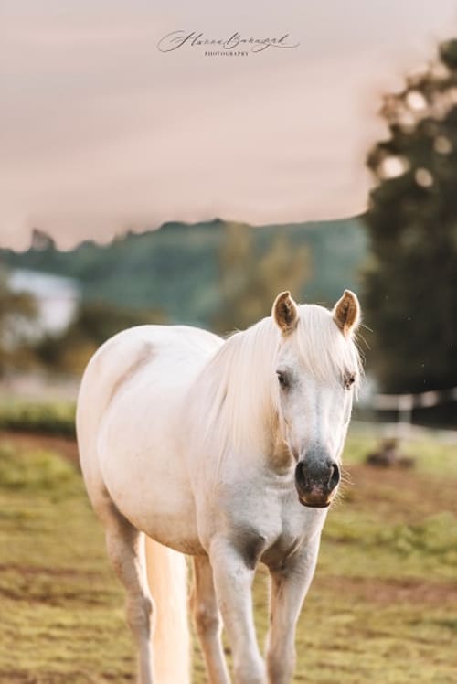 /_vercel/image?url=/Professional+picture+of+horse+pony+connemara+in+Luxembourg.&w=1536&q=100