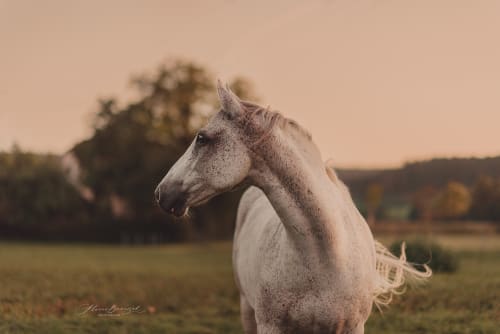 /_vercel/image?url=/White+horse+on+the+meadow+in+the+summer+sunset+time.&w=1536&q=100