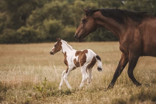 /_vercel/image?url=/Photographe+professionnel+poulain+au+Luxembourg.&w=1536&q=100