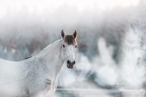 /_vercel/image?url=/Photo+pro+d'un+cheval+dans+une+prairie+en+hiver+au+Luxembourg.&w=1536&q=100