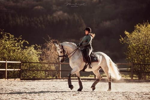 /_vercel/image?url=/Photo+d'un+PRE+en+trot+au+Luxembourg.&w=1536&q=100