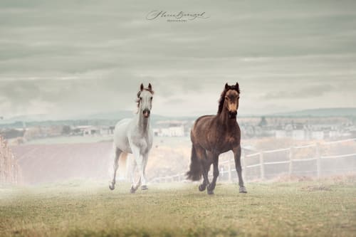 /_vercel/image?url=/Professional+photo+in+Roeser+Leiteschaff+stable+in+Luxembourg..&w=1536&q=100