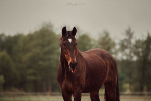 /_vercel/image?url=/Portrait+of+a+horse+in+a+meadow.&w=1536&q=100