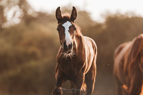 /_vercel/image?url=/Foal+photography+in+Rouscht+Reistal+Luxembourg.&w=1536&q=100